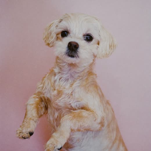 A small fluffy dog mid-brush