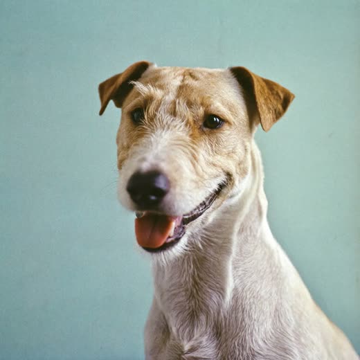 A wet terrier being bathed